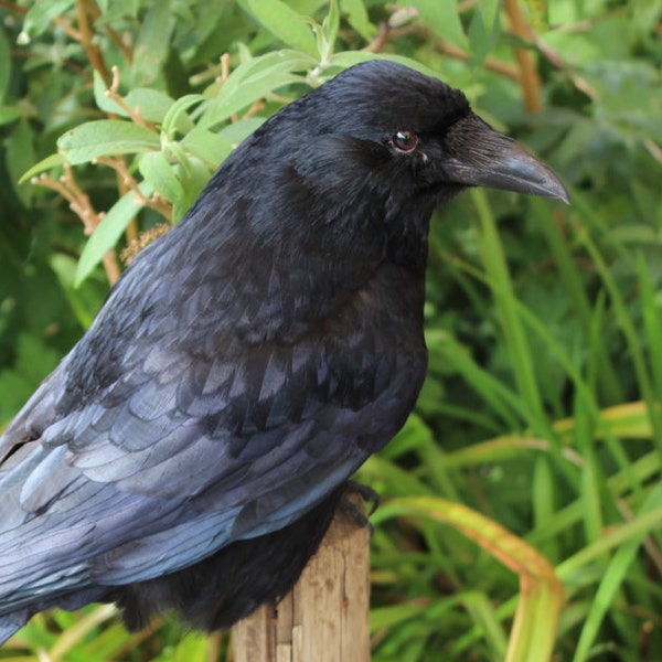 Real taxidermy bird - Carrion crow