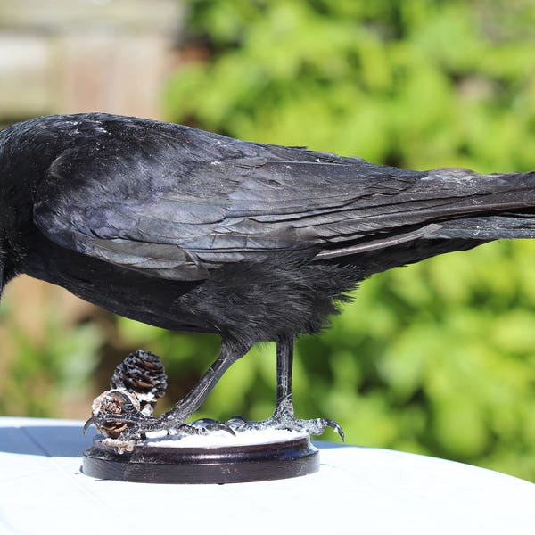 Real taxidermy bird - Carrion crow