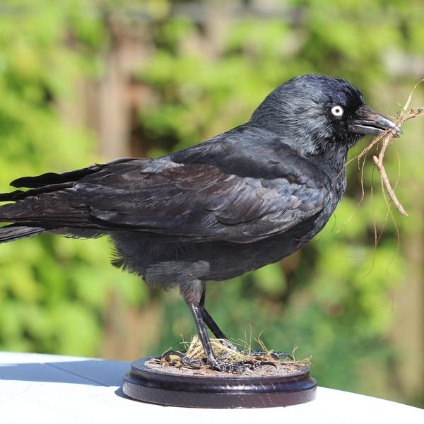 Real taxidermy bird - Western jackdaw