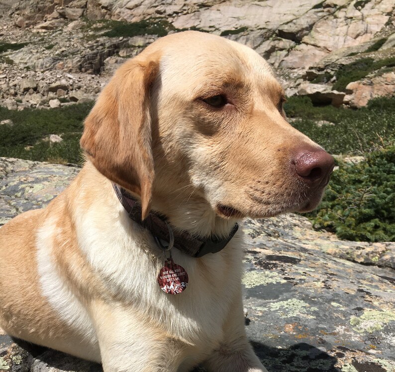 Not All Who Wander Are Lost Dog Tag for Dogs Pet Id Tag for Etsy