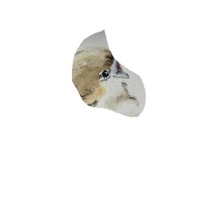 May include: A watercolor painting of a small brown bird with a black eye looking to the right. The bird is painted in a realistic style with soft, muted colors.