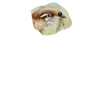 May include: Watercolor painting of a small bird's head, featuring brown, white, and yellow hues. The bird's eye is detailed, and the artwork is set against a soft, blurred background. The style is delicate and naturalistic.