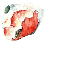 Lijntekening voor klaprozen aquarel | Zonsondergangpioenen