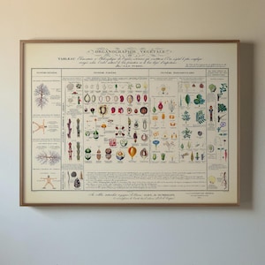 Puede incluir: Un gráfico botánico vintage enmarcado cuelga de una pared blanca en un estudio. Un taburete negro con asiento redondo está frente al gráfico. Dos grandes pinturas abstractas se apoyan en la pared.