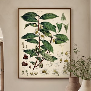 Green Tea Plant - Vintage Illustration Print, Kitchen, Dining Room Decor, Wall Art Home Gift