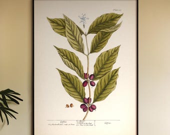 Impresión vintage de planta de café: Ilustración botánica de 1739