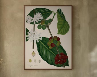 Vintagetryck av kaffeplantor: Botanisk illustration från 1893