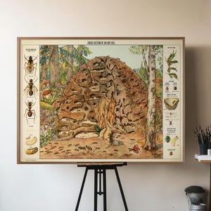 May include: A framed vintage educational poster depicting insects and a cross-section of a termite mound. The poster is displayed on a black metal easel in a bright studio space with a concrete floor and large windows.