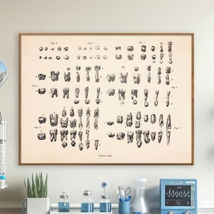 Dientes humanos - Impresión de ilustración vintage, decoración de consultorio de estomatólogo, arte mural de regalo para dentista