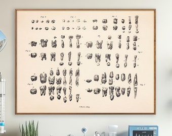 Human Teeth - Vintage Illustration Print, Stomatologist Office Decor, Dentist Gift Wall Art