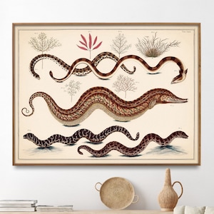 Fünf Aale mit Pflanzen Vintage Illustration Druck, Fisch Poster, Wand Kunst Geschenk