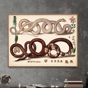 Two Snakes with Flowers Vintage Illustration Print| Snake Poster| Wall Art Home Gift