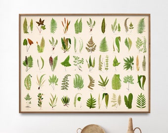 Fern Leafs vintage Chart Print| Affiche des fougères britanniques et exotiques| Cadeau d’art mural à domicile