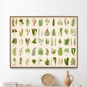 Farnblätter Vintage Chart Print | Britisches & exotisches Farn Poster | Wand Kunst Home Geschenk