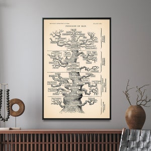 Vintage boomgrafiek Evolution of Man, poster stamboom van de mens, poster wetenschapskunst aan de muur