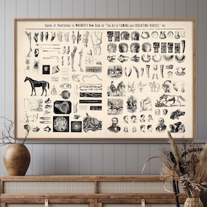 Vintage Horse Anatomy Illustration Art Print: Horse Care Chart