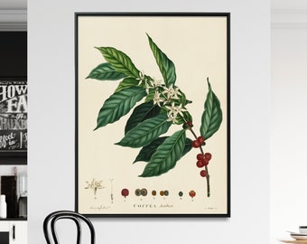 Coffee Plant Print, Vintage Coffee Plant Wall Art, Kitchen Coffee Art, Coffee Shop Poster