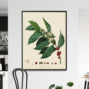 Coffee Plant Print, Vintage Coffee Plant Wall Art, Kitchen Coffee Art, Coffee Shop Poster