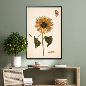 Sunflower Vintage Illustration Print| Flower Engraving Poster| Wall Art Home Gift