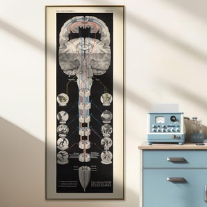 Neurologie: menselijk ruggenmerg - vintage kaartprint, hoge en smalle muurkunst, cadeau dokterspraktijk