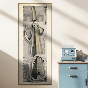 Dermatologie: mensenhaar - vintage kaartafdruk, hoge en smalle muurkunst, dokterspraktijkcadeau
