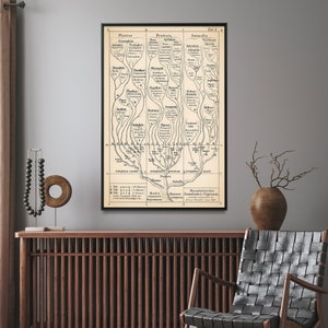 Vintage boomkaartprint dierenrijk | Morfologie van organismen poster | Cadeau wetenschap muurkunst