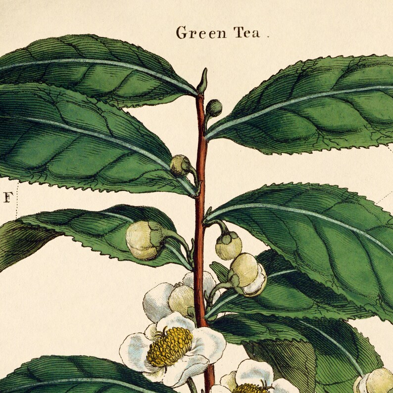 Op de afbeelding: Een close-up van een groene theeplant met witte bloemen en groene bladeren. De plant is gelabeld met "Groene thee."