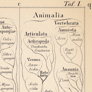 Animal Science Tree Animal Kingdom Vintage Tree Chart Print| Morphology of Organisms Poster ...