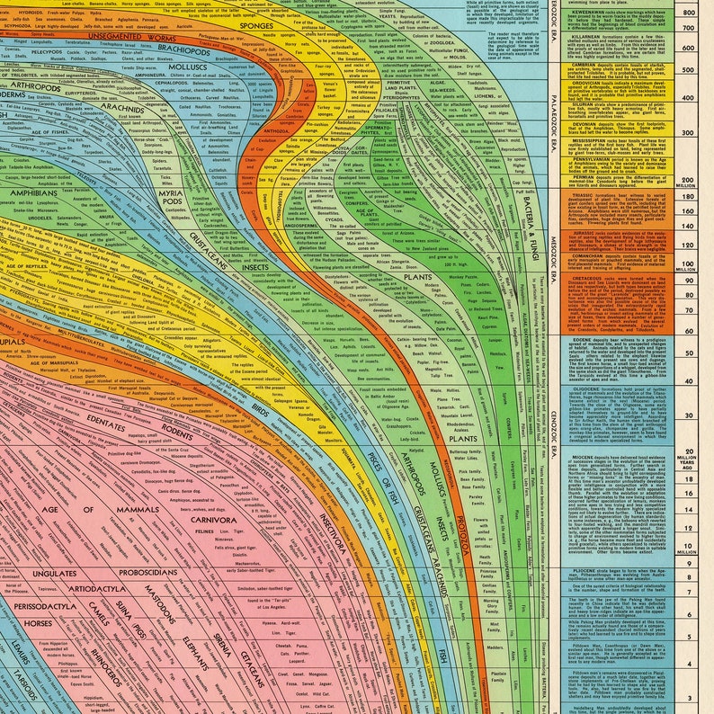 Histomap of Evolution Vintage Chart Print Tall & Narrow Timeline Poster Knowledge Wall Art Home Gift image 7