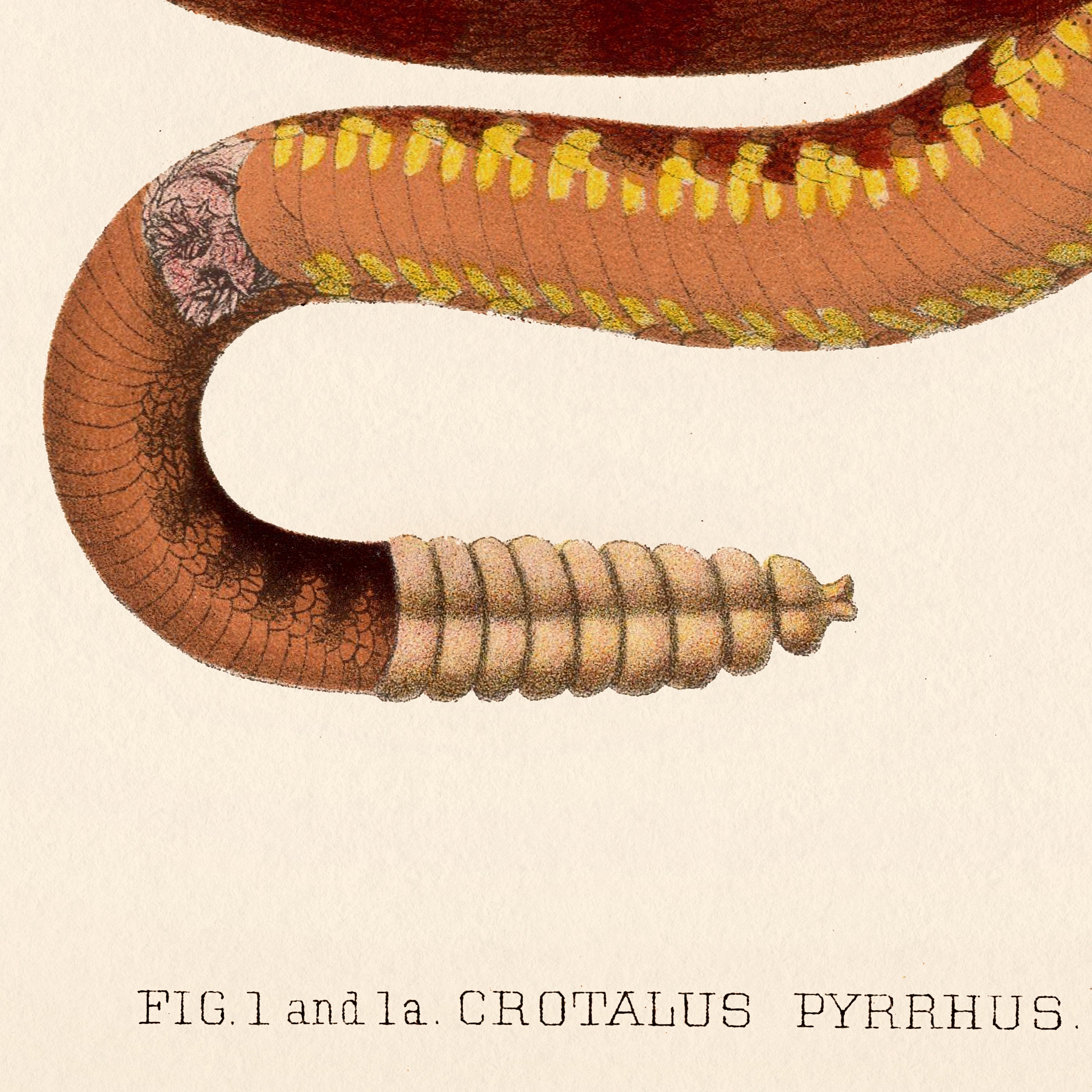 Crotalus Pyrrhus