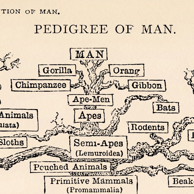 Evolution of Man Vintage Tree Chart Print Pedigree of Man - Etsy