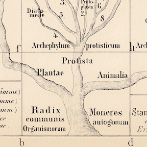 Animal Science Tree Animal Kingdom Vintage Tree Chart Print| Morphology of Organisms Poster ...