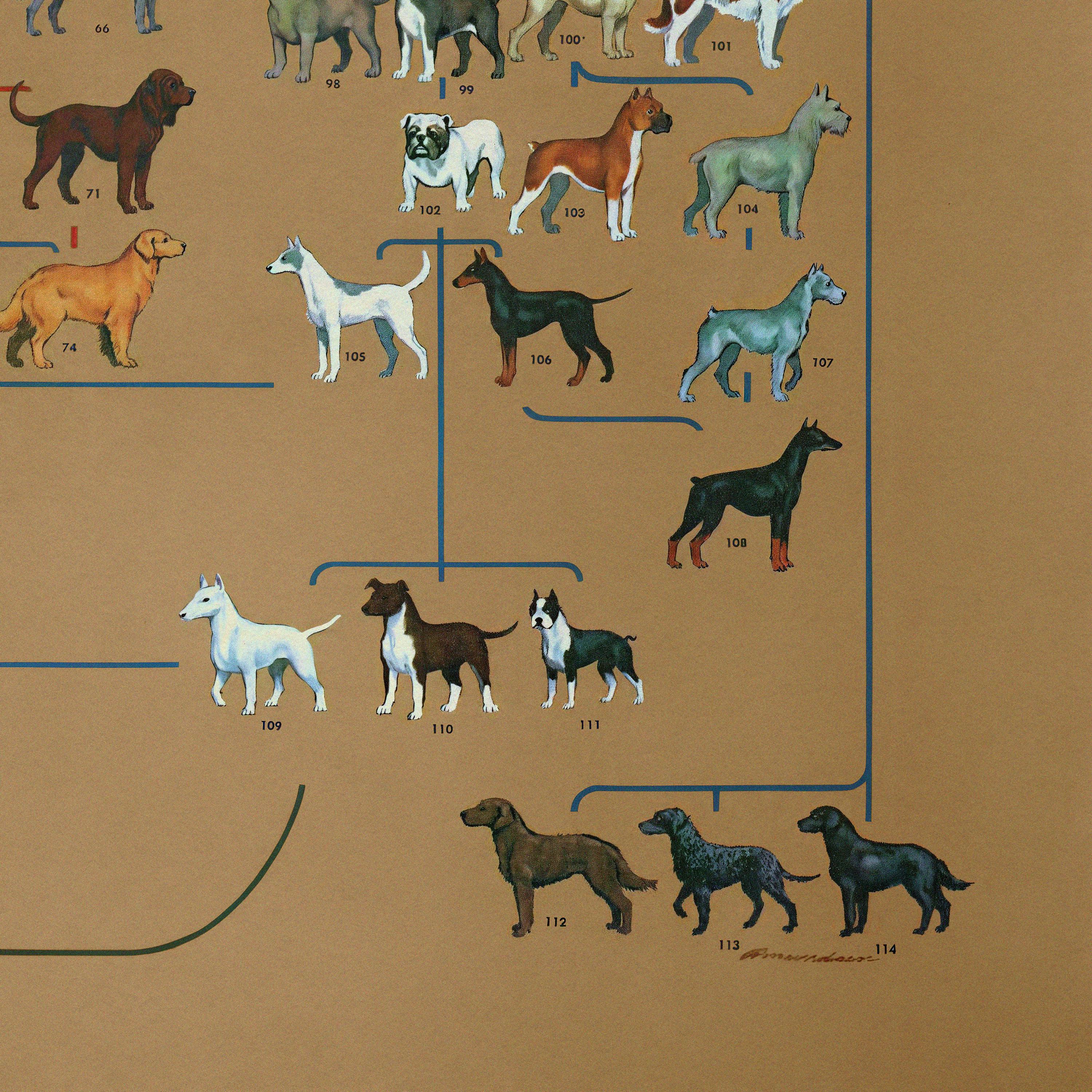 1969 Vintage Dog Breeds Family Tree Print Canine History Chart Etsy