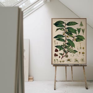 Groene theeplant - vintage illustratie print, keuken, eetkamer decor, muurkunst cadeau voor thuis afbeelding 3