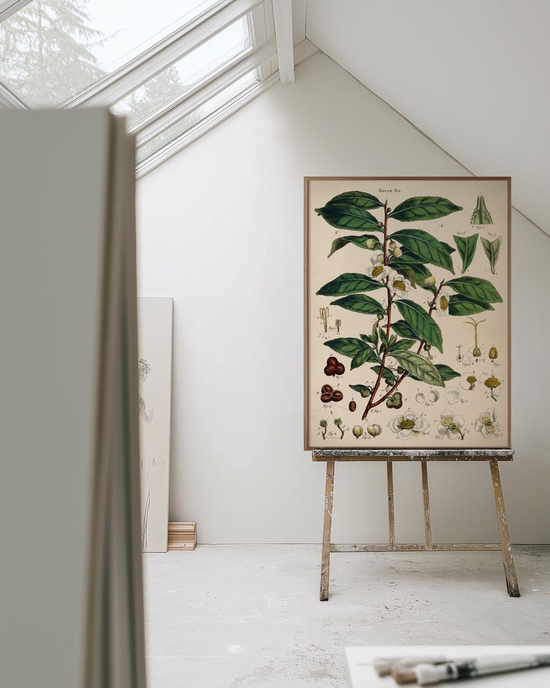 Groene theeplant - vintage illustratie print, keuken, eetkamer decor, muurkunst cadeau voor thuis afbeelding 3