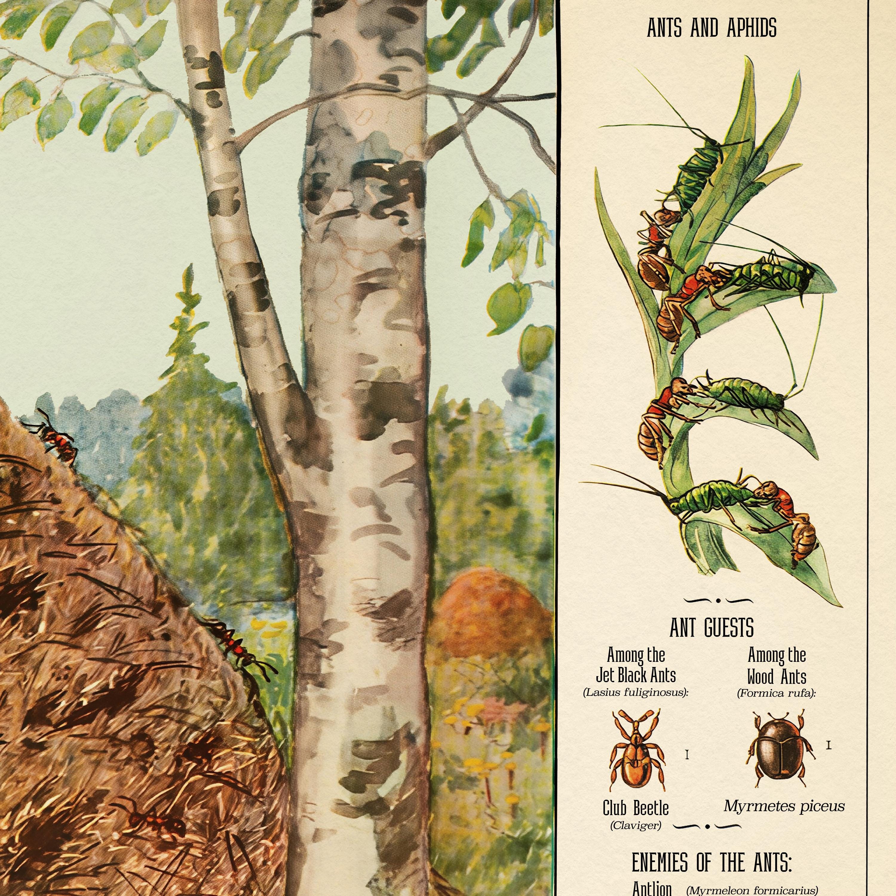 The Insect Sect Vintage 1940 Anthill Cross-section - Mid-century Insect Anatomy Chart ...