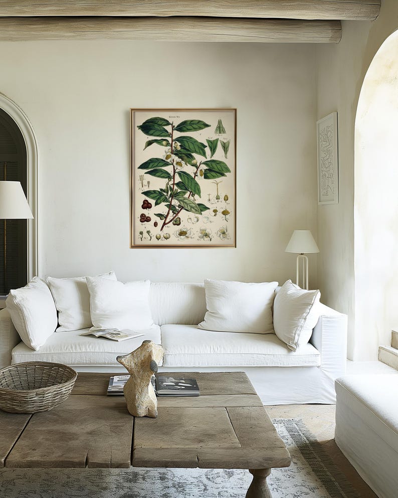 Groene theeplant - vintage illustratie print, keuken, eetkamer decor, muurkunst cadeau voor thuis afbeelding 2