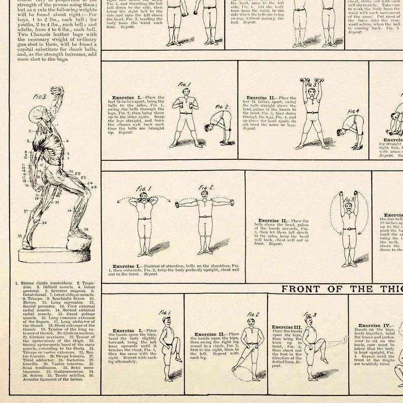 May include: A vintage illustration of a man performing various exercises with dumbbells. The illustration shows the muscles of the body and the different positions for each exercise. The text describes the exercises and the muscles involved.