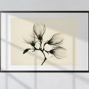 Anatomie florale éthérée : impression photographique vintage aux rayons X - Magnolia dévoilant quatre fleurs exquises