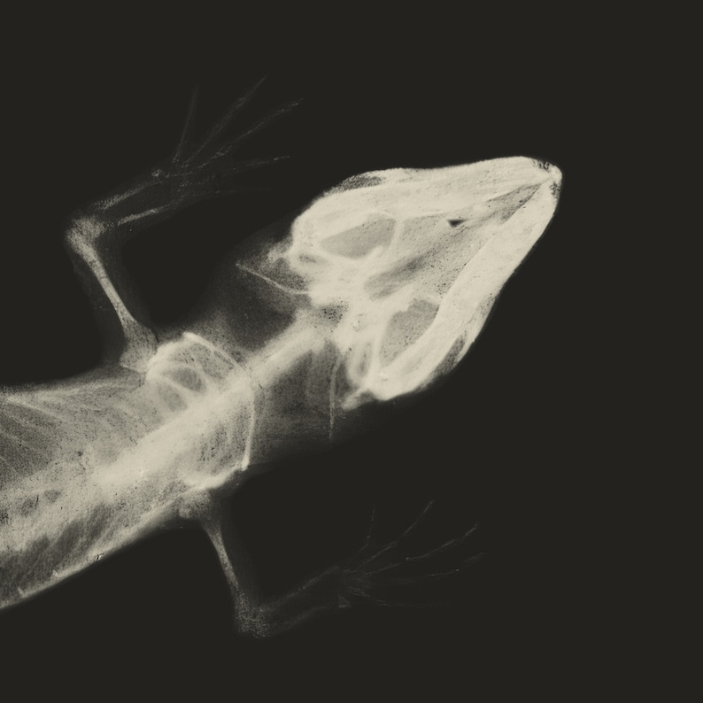Vintage Lizard X-ray Print: Radiography Photographic Art - Etsy