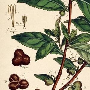 Op de afbeelding: Een gedetailleerde botanische illustratie van een theeplant tak met groene bladeren, bruine stengels en kleine groene vruchten. De illustratie bevat labels en wetenschappelijke namen voor de verschillende delen van de plant.