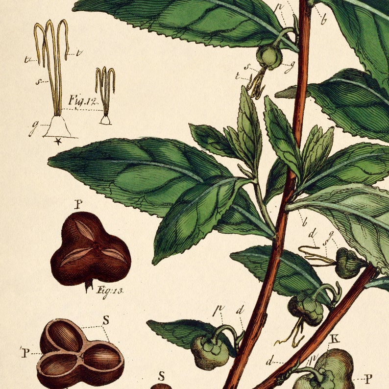 Op de afbeelding: Een gedetailleerde botanische illustratie van een theeplant tak met groene bladeren, bruine stengels en kleine groene vruchten. De illustratie bevat labels en wetenschappelijke namen voor de verschillende delen van de plant.