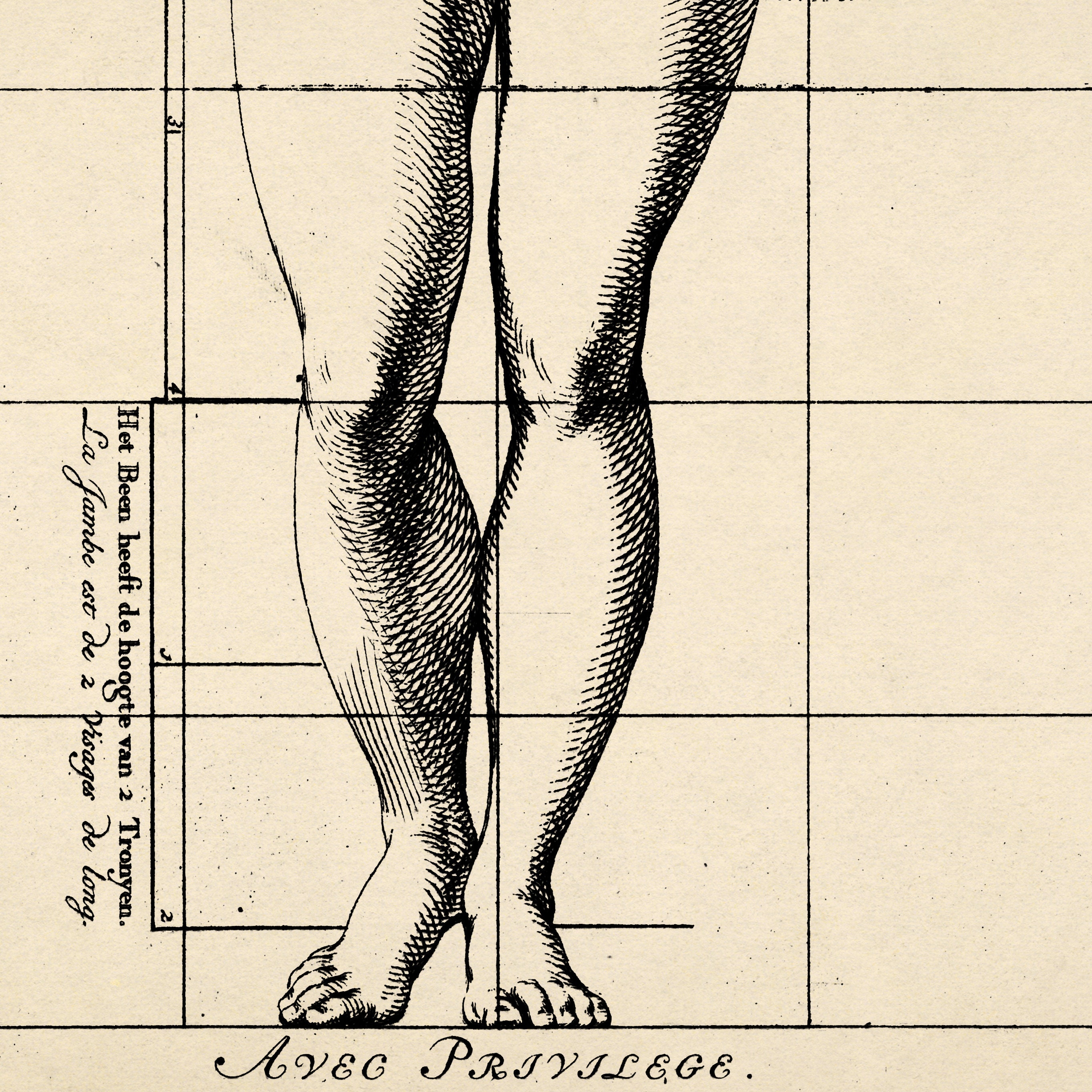 Proportions Study of the Human Body| Vintage Illustration Print| Wall ...