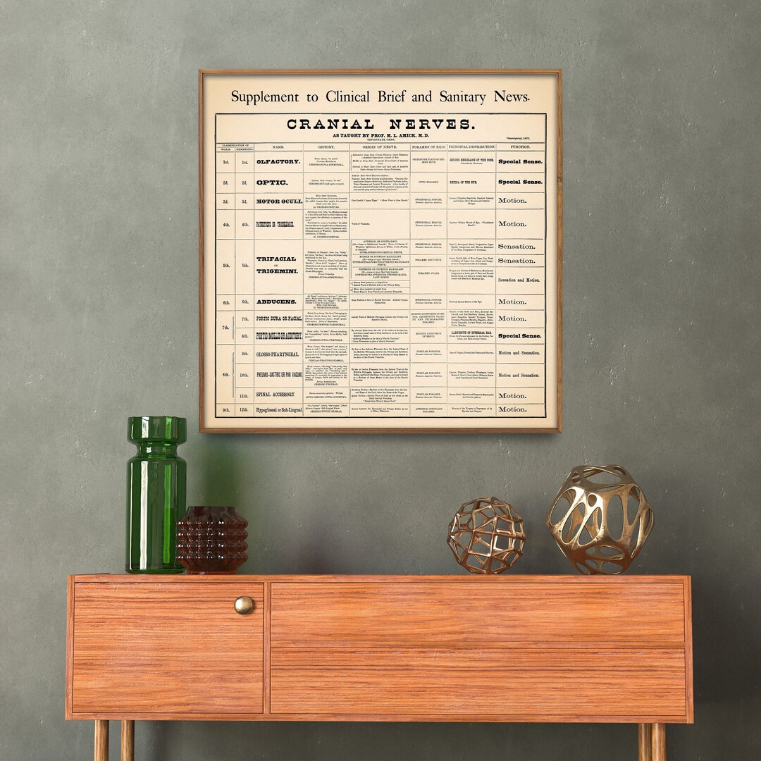 Medicine & Anatomy: Cranial Nerves Vintage Chart Print - Etsy