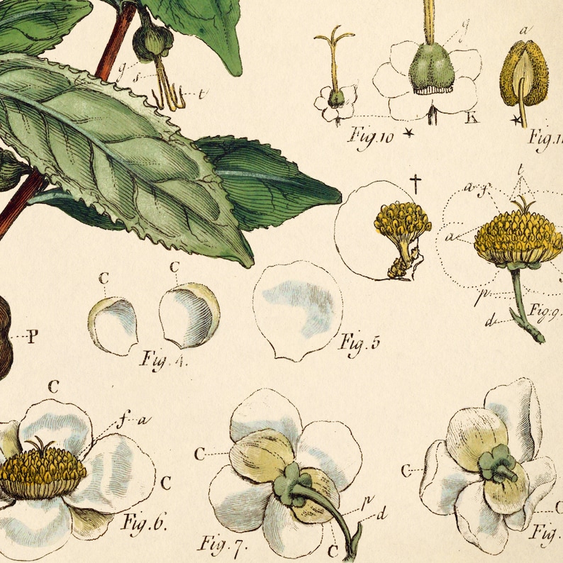Op de afbeelding: Een botanische illustratie van een theeplant, die verschillende stadia van groei en ontwikkeling laat zien. De afbeelding bevat close-ups van bladeren, knoppen, bloemen en zaden. De illustratie is voorzien van wetenschappelijke termen en figuren.