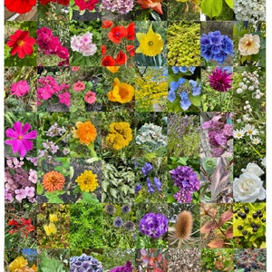 Rainbow flower images 63 photo cards printable digital download nature garden resources Waldorf Reggio Montessori outdoor play printable