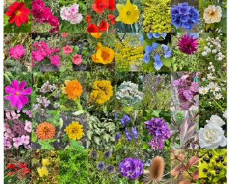 Rainbow flower images 63 photo cards printable digital download nature garden resources Waldorf Reggio Montessori outdoor play printable