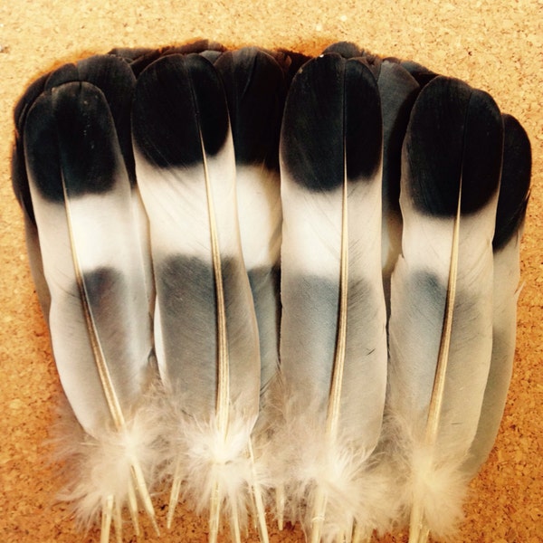 Wood pigeon tail feathers