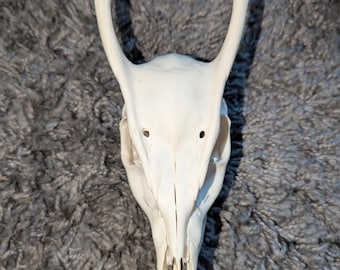 蝦夷鹿hunting trophy（deer skull） 蝦夷鹿hunting trophy（deer skull） Trophy Whitetail Deer