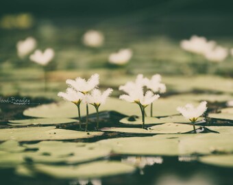 Life on Water Pond - Original Floral Photograph Digital Download Macro Fine Art Print Home Decor Flower Petals White Green Lily Leaf Garden